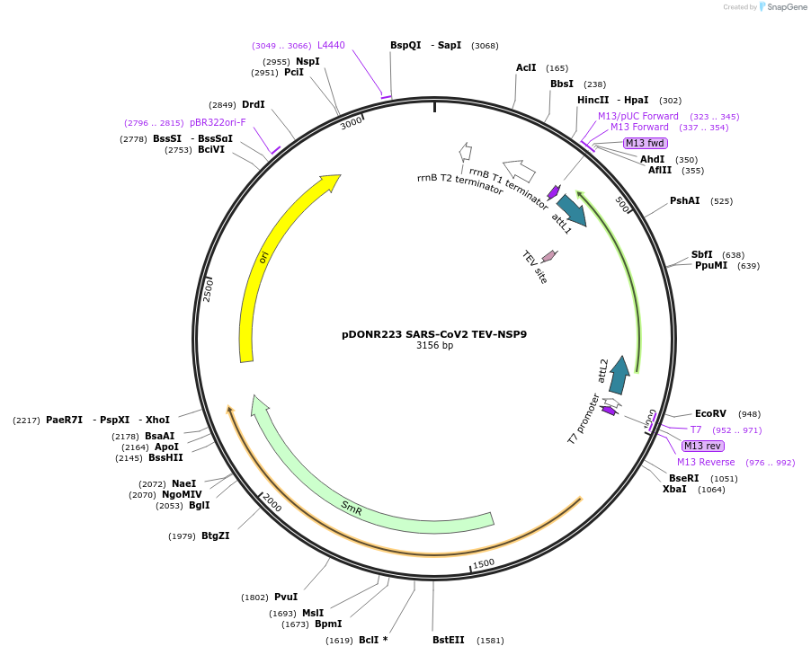 154408-plasmid-map-sequence-id-304696