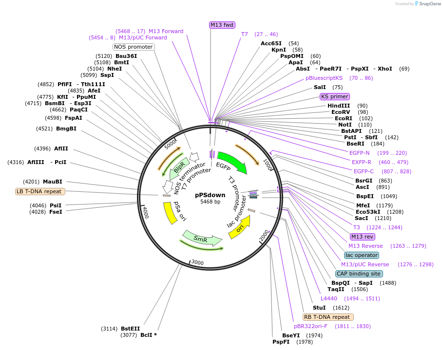 149417-plasmid-map-sequence-id-304707