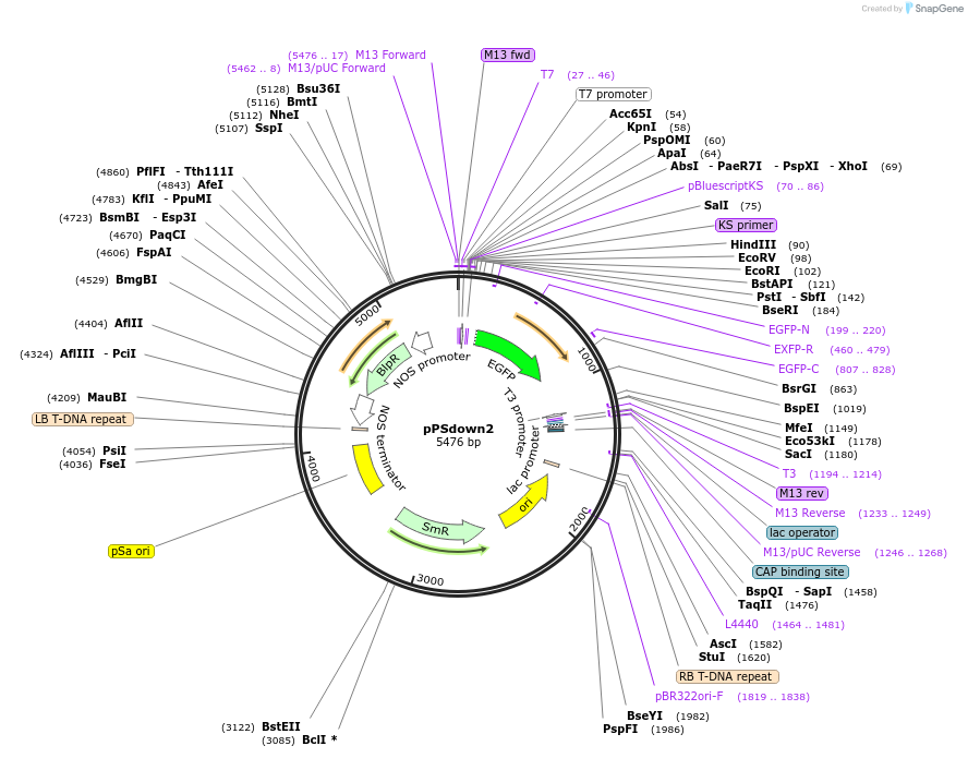 149419-plasmid-map-sequence-id-304711