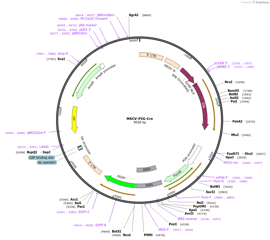 50935-plasmid-map-sequence-id-304712