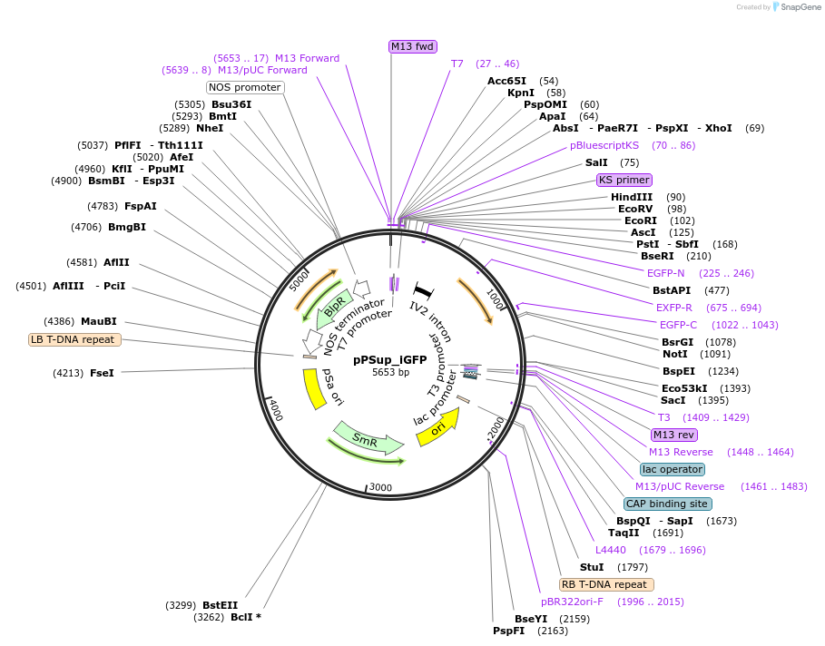 149420-plasmid-map-sequence-id-304713
