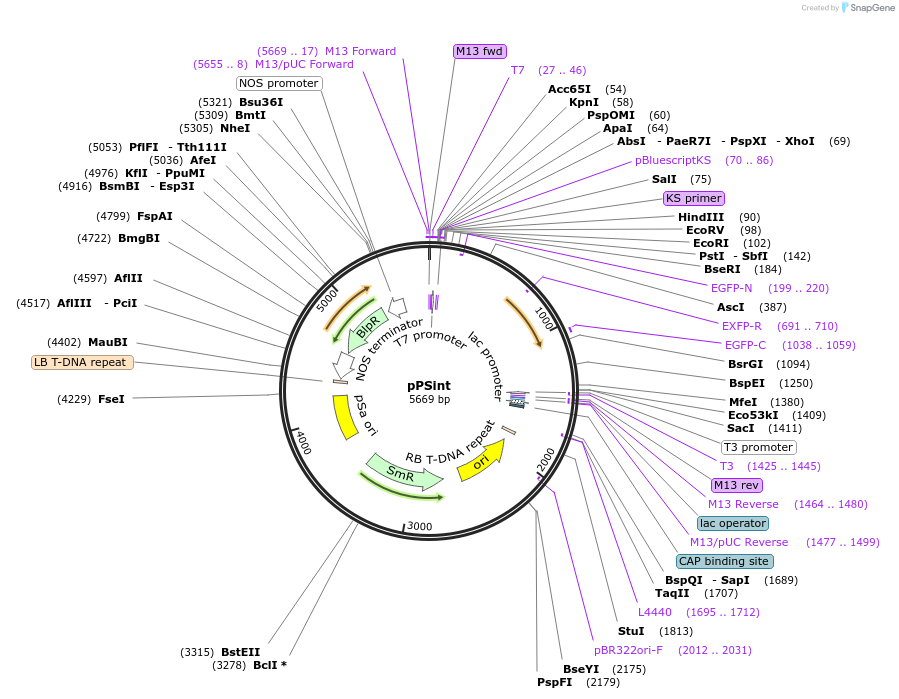 149421-plasmid-map-sequence-id-304715
