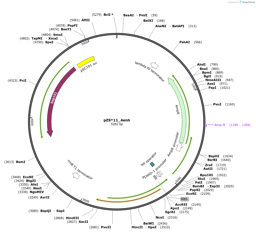 149423-plasmid-map-sequence-id-304730