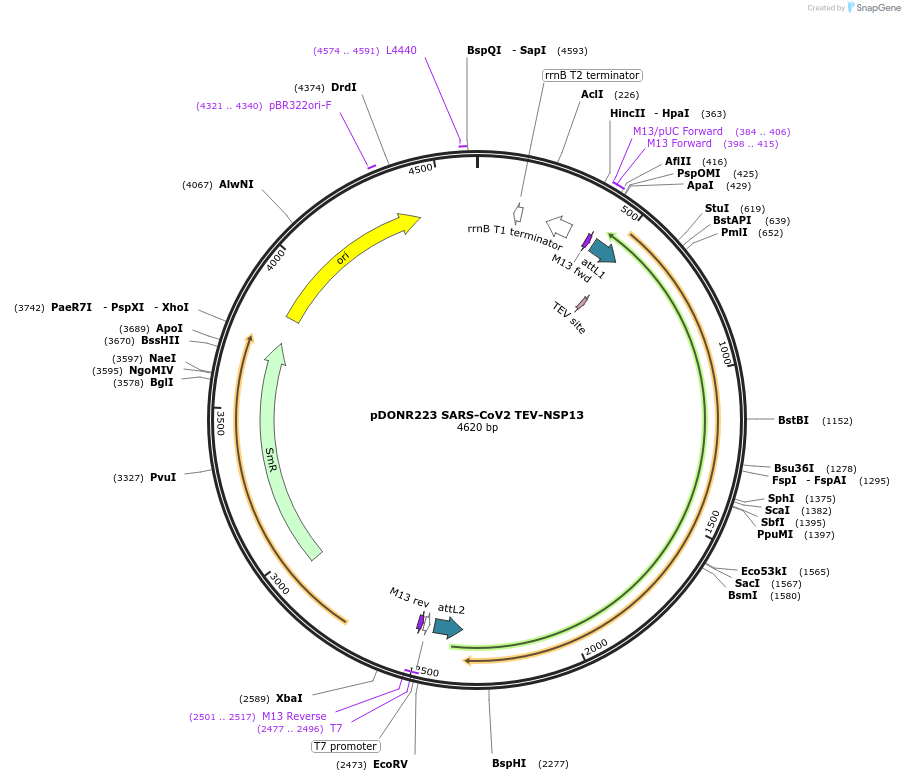154411-plasmid-map-sequence-id-304733
