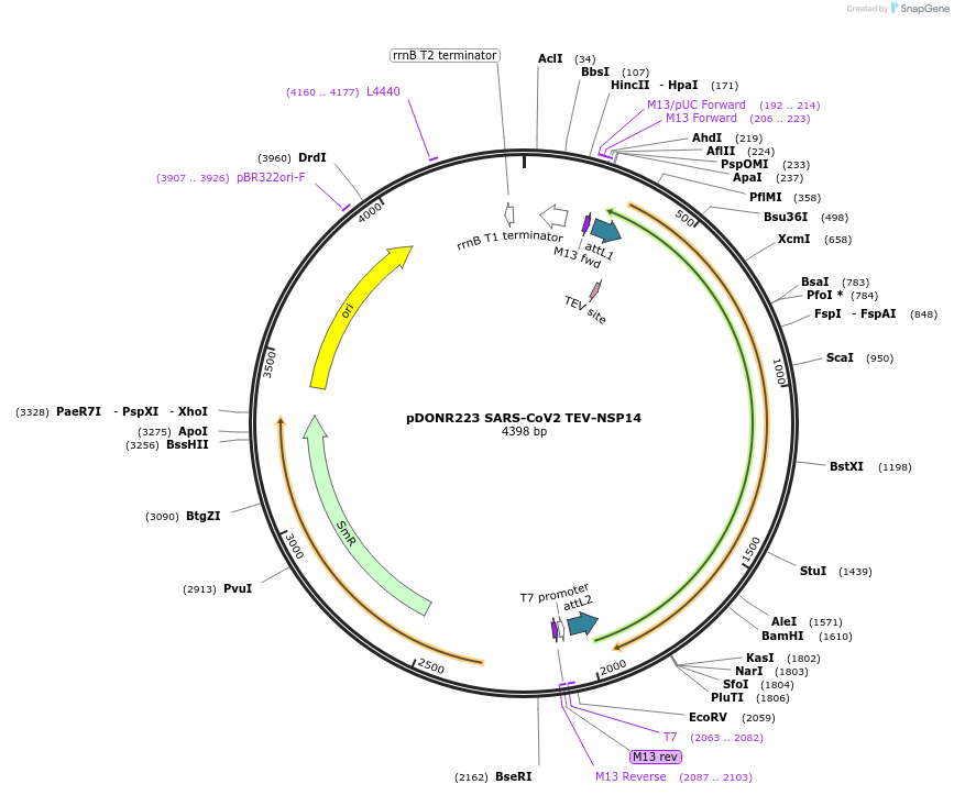 154412-plasmid-map-sequence-id-304734