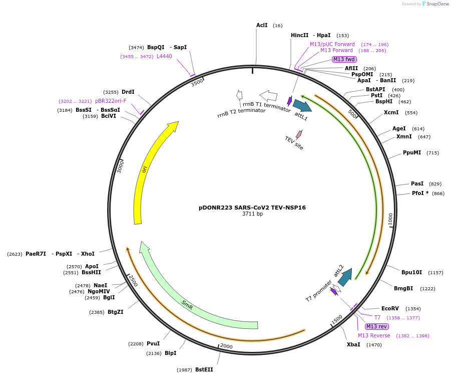 154414-plasmid-map-sequence-id-304736