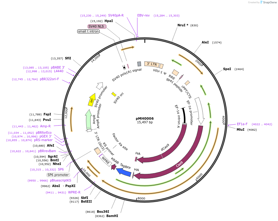 135448-plasmid-map-sequence-id-304832