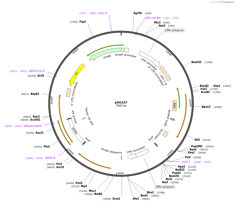 141281-plasmid-map-sequence-id-304835