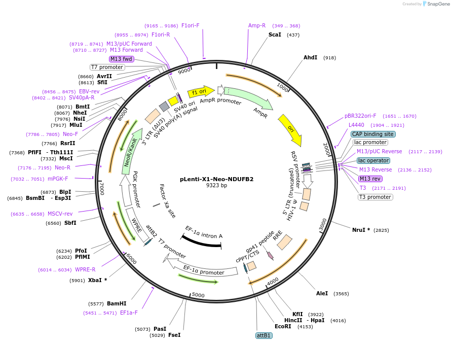 139841-plasmid-map-sequence-id-304850