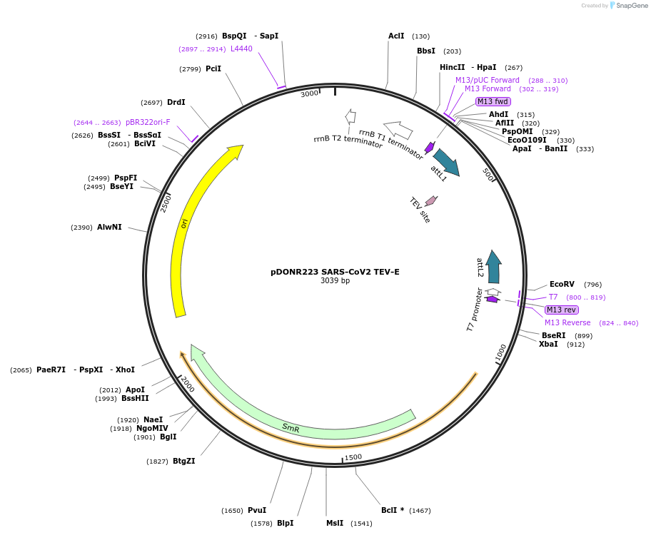 154418-plasmid-map-sequence-id-304864