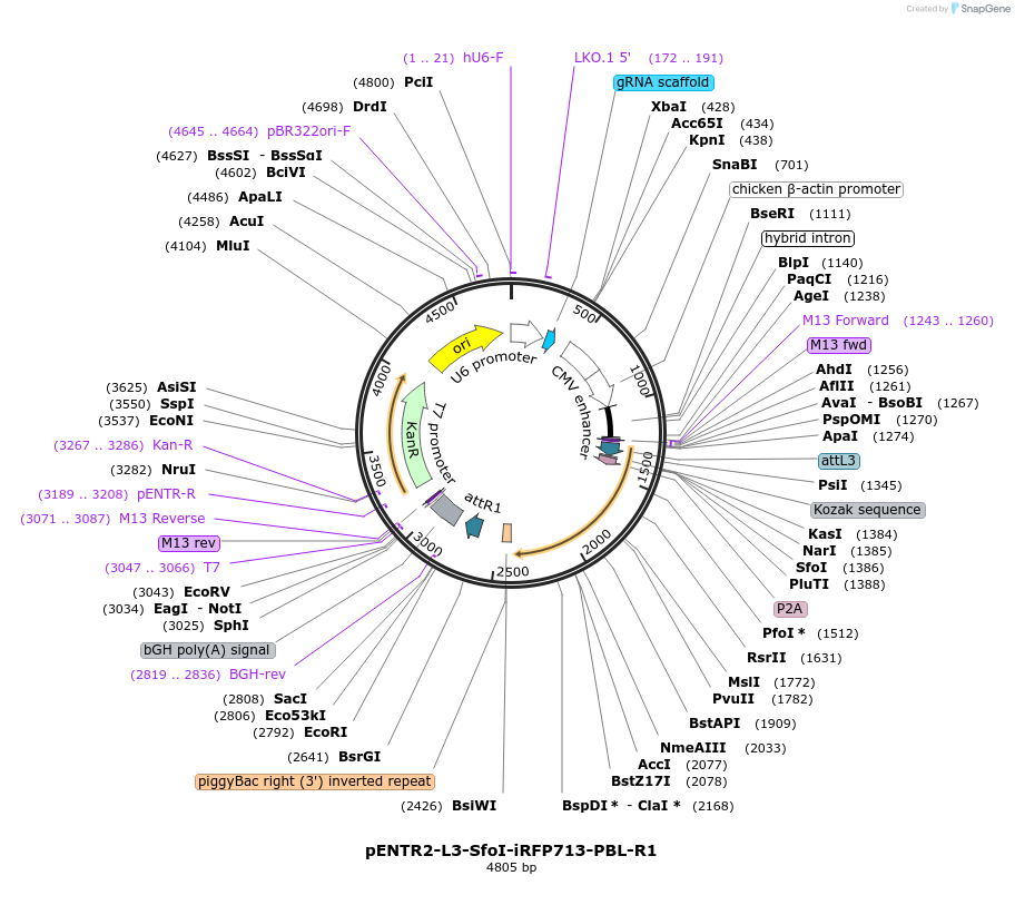 141023-plasmid-map-sequence-id-304867