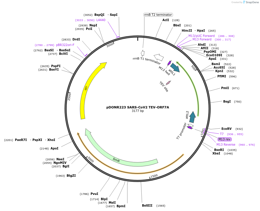 154421-plasmid-map-sequence-id-304873