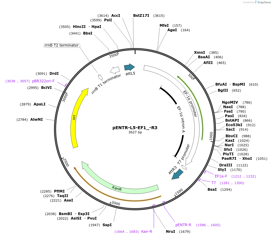 141037-plasmid-map-sequence-id-304877