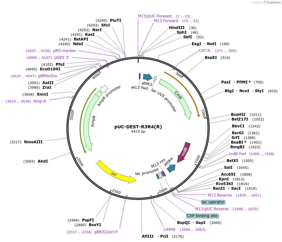 141010-plasmid-map-sequence-id-304882