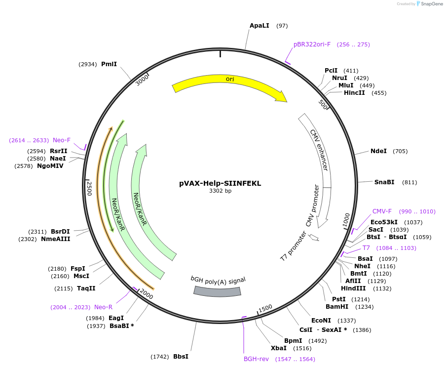 141350-plasmid-map-sequence-id-304893