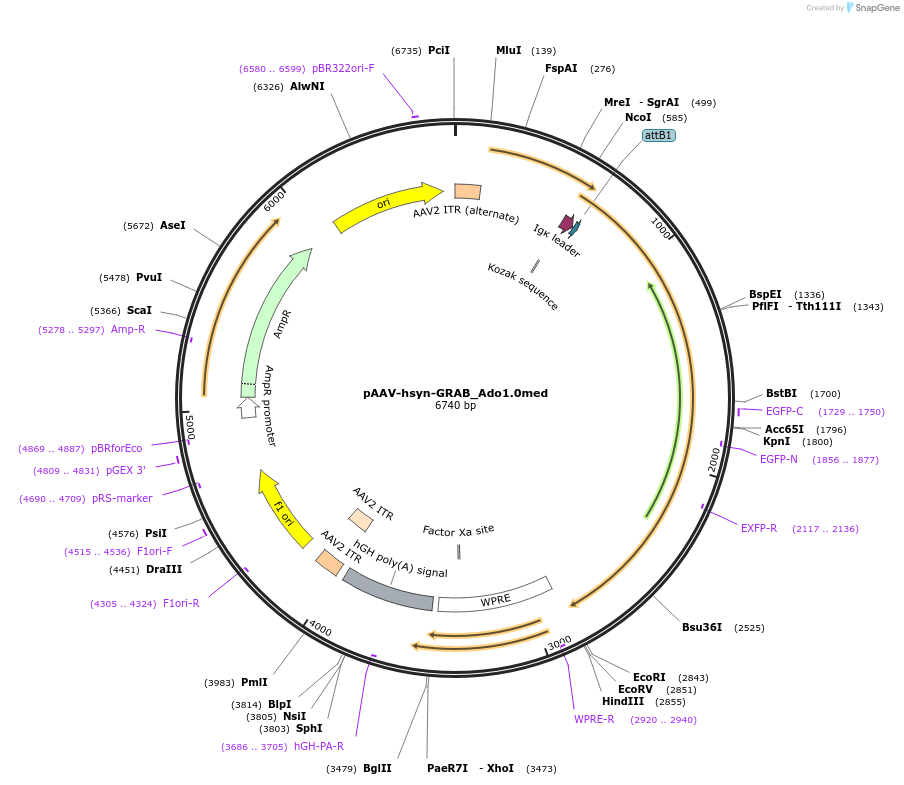 153286-plasmid-map-sequence-id-304923