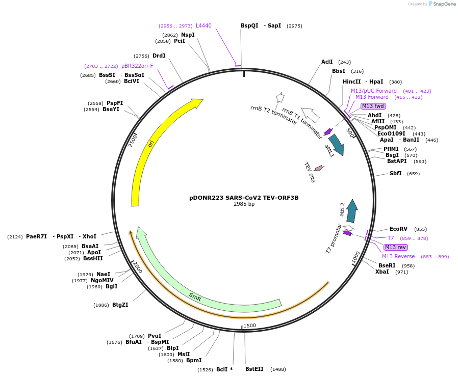 154417-plasmid-map-sequence-id-304924