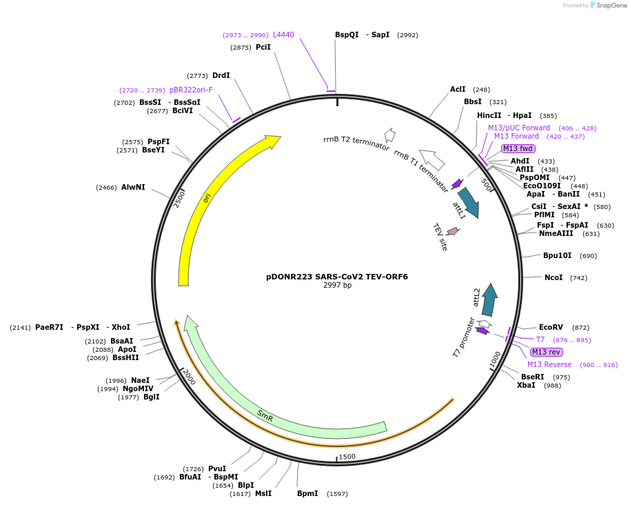 154420-plasmid-map-sequence-id-304927
