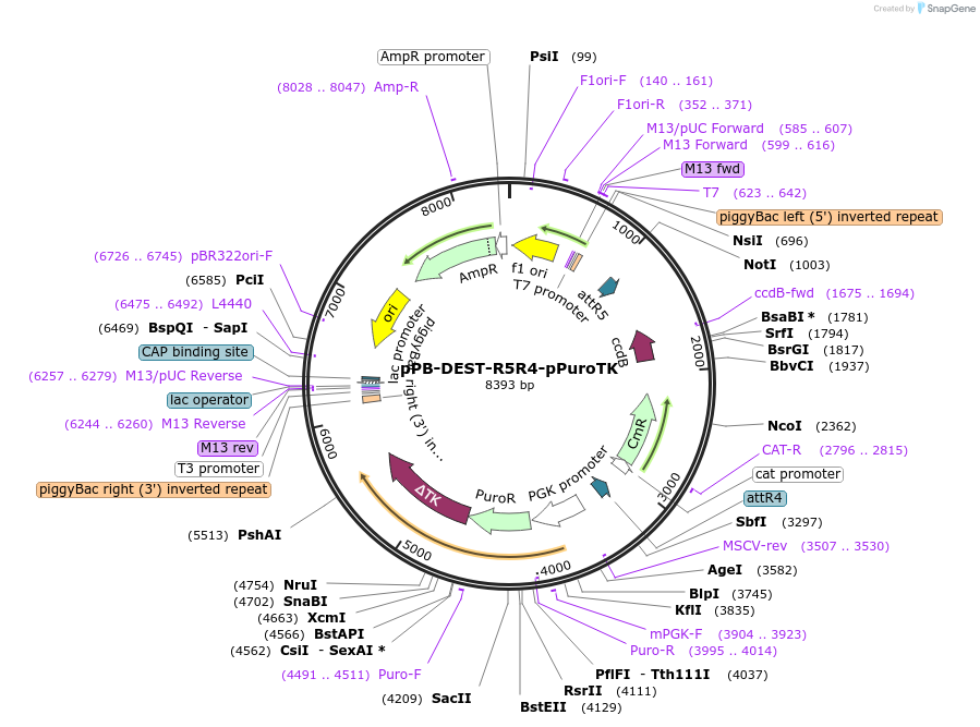 141060-plasmid-map-sequence-id-304930