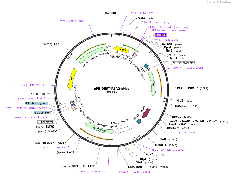 141057-plasmid-map-sequence-id-304934
