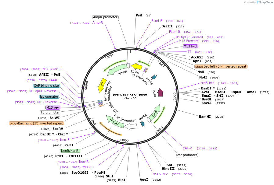 141058-plasmid-map-sequence-id-304977