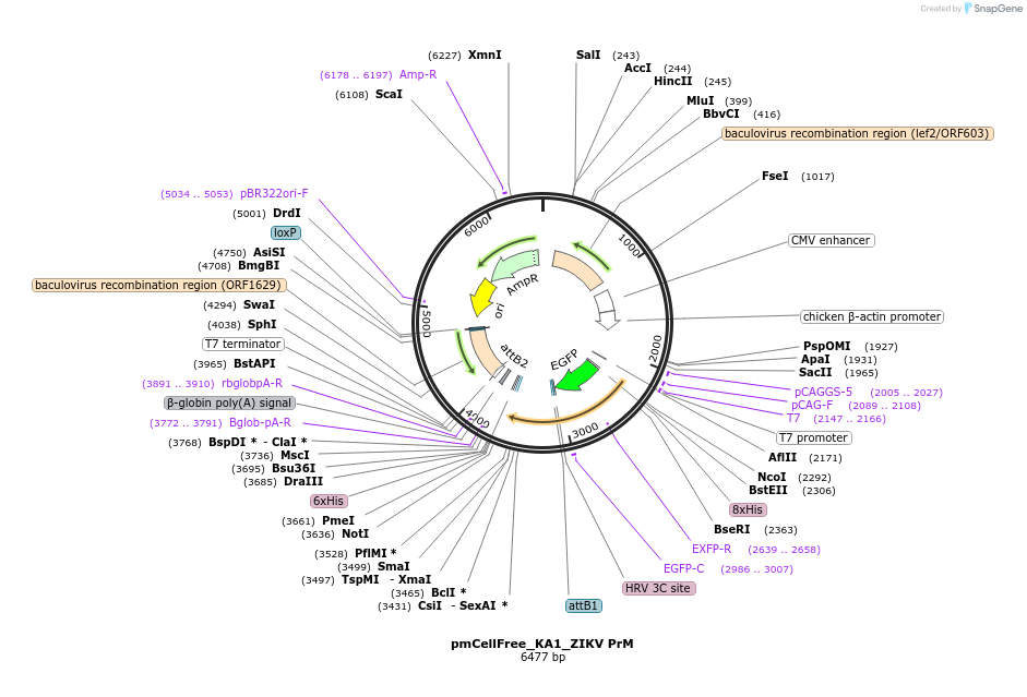 145340-plasmid-map-sequence-id-304989
