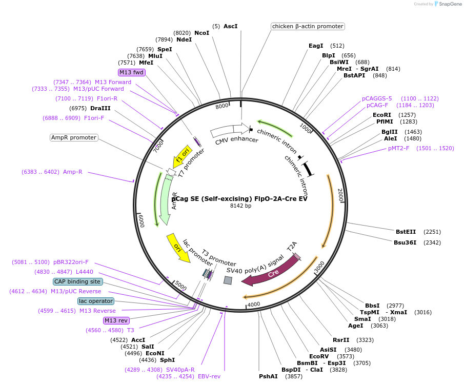 130986-plasmid-map-sequence-id-304997