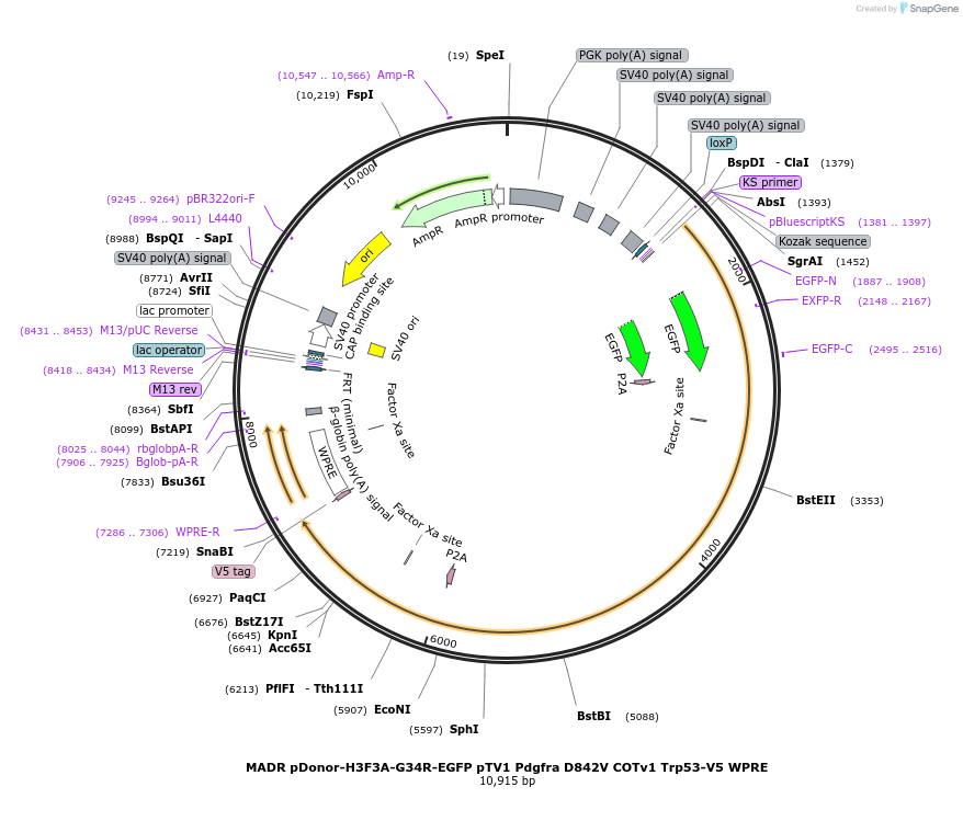 131463-plasmid-map-sequence-id-305001