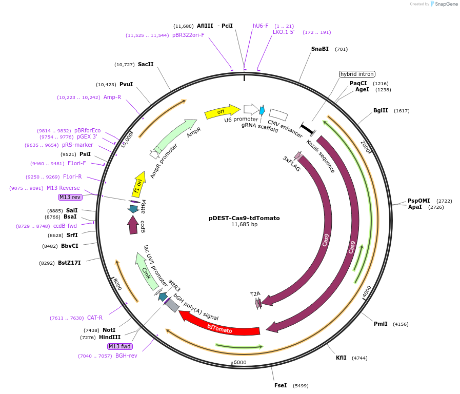 141013-plasmid-map-sequence-id-305020