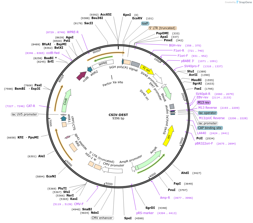 141053-plasmid-map-sequence-id-305022