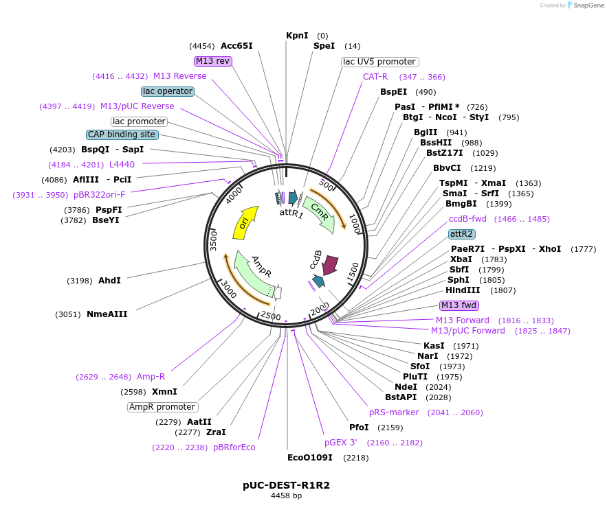 141056-plasmid-map-sequence-id-305023