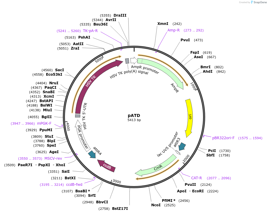 141012-plasmid-map-sequence-id-305024