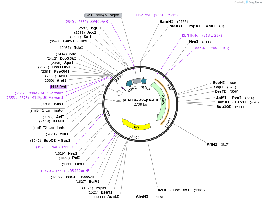 141062-plasmid-map-sequence-id-305025