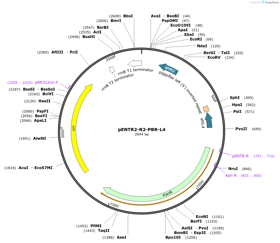 141017-plasmid-map-sequence-id-305029