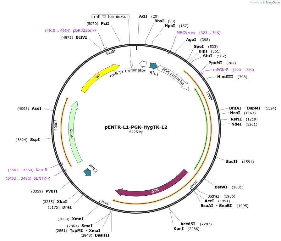 141006-plasmid-map-sequence-id-305032