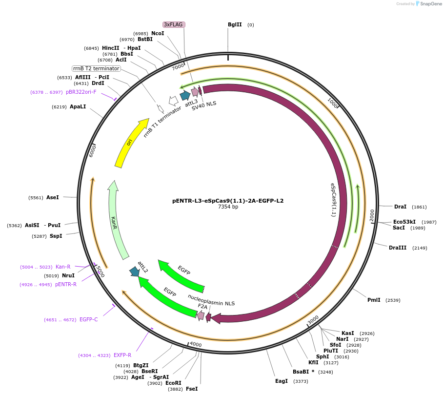 141051-plasmid-map-sequence-id-305037