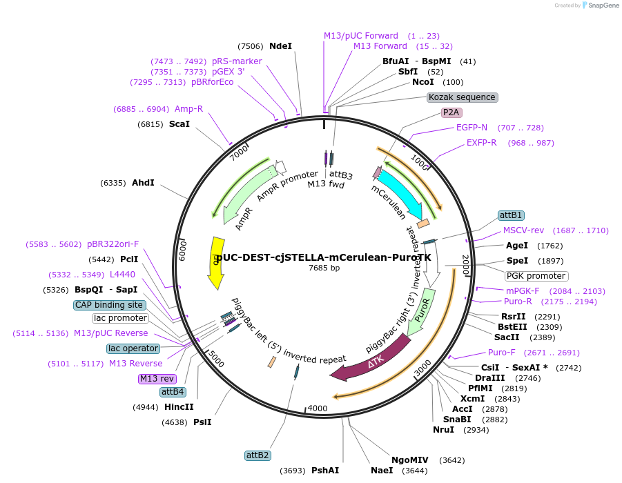 141029-plasmid-map-sequence-id-305042