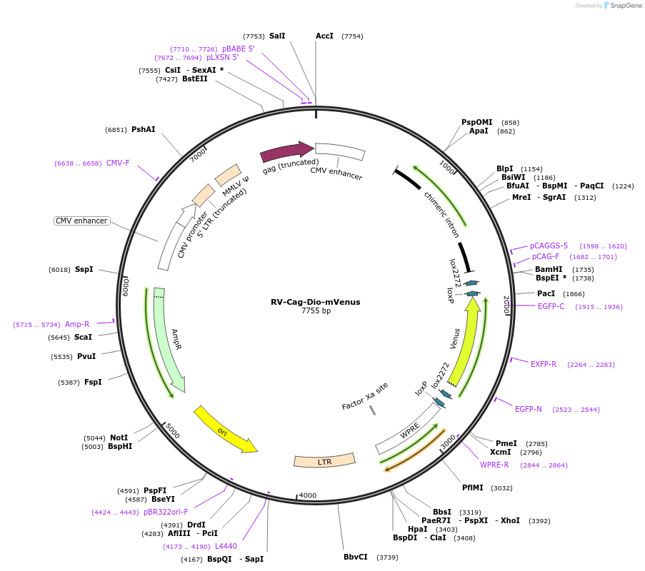 153202-plasmid-map-sequence-id-305047