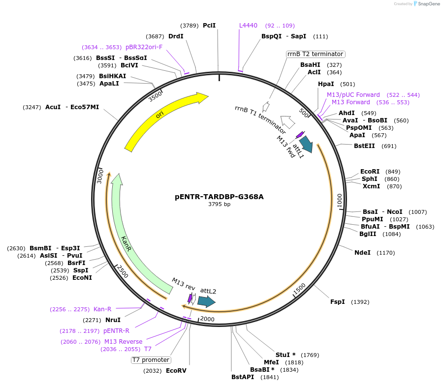 141325-plasmid-map-sequence-id-305083