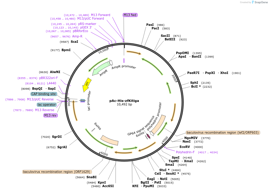 140292-plasmid-map-sequence-id-305086