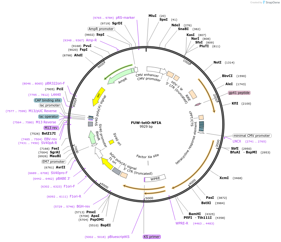 141403-plasmid-map-sequence-id-305089