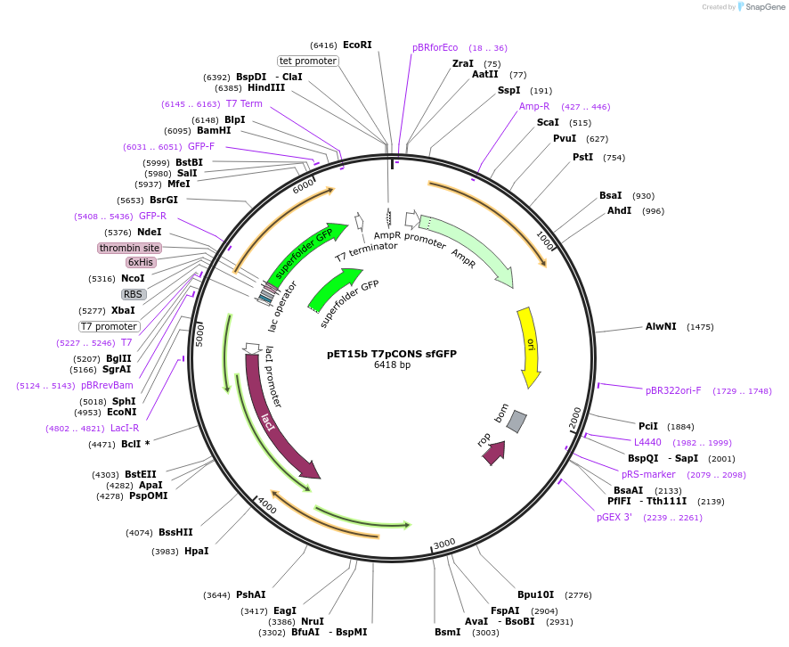 154467-plasmid-map-sequence-id-305094