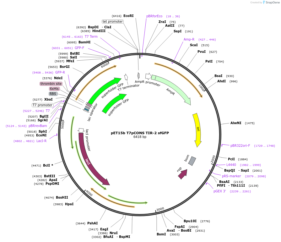 154468-plasmid-map-sequence-id-305102