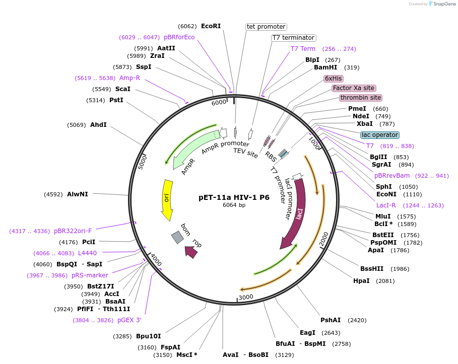 154201-plasmid-map-sequence-id-305117
