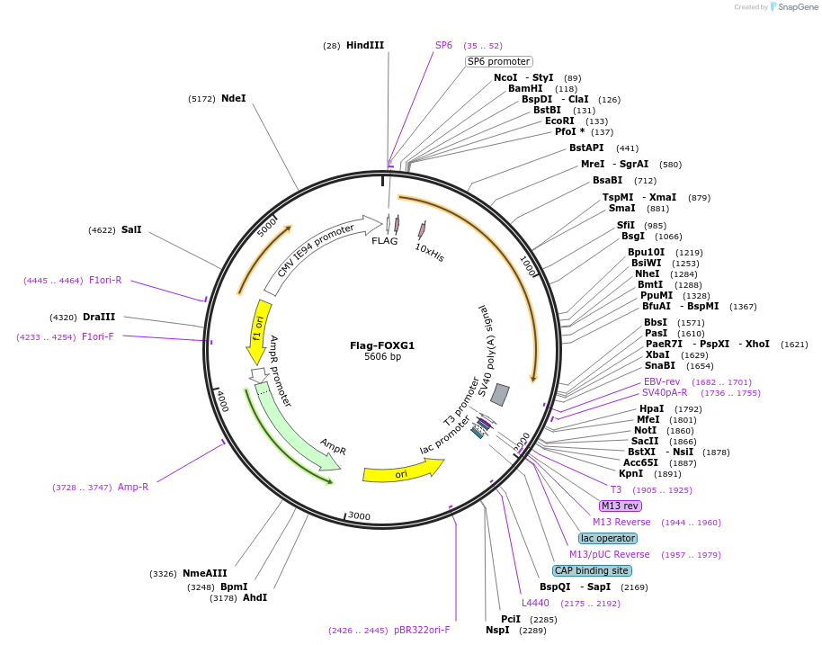 153124-plasmid-map-sequence-id-305127