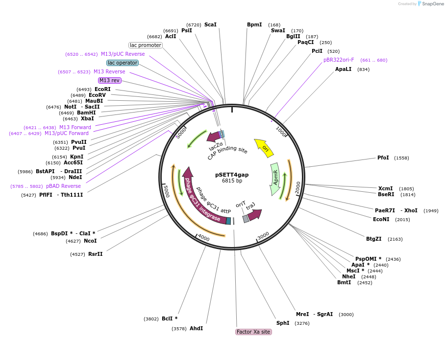 153413-plasmid-map-sequence-id-305128