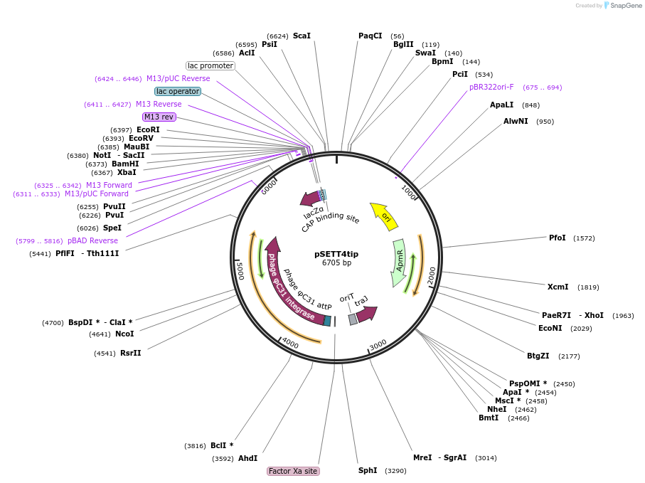 153414-plasmid-map-sequence-id-305129