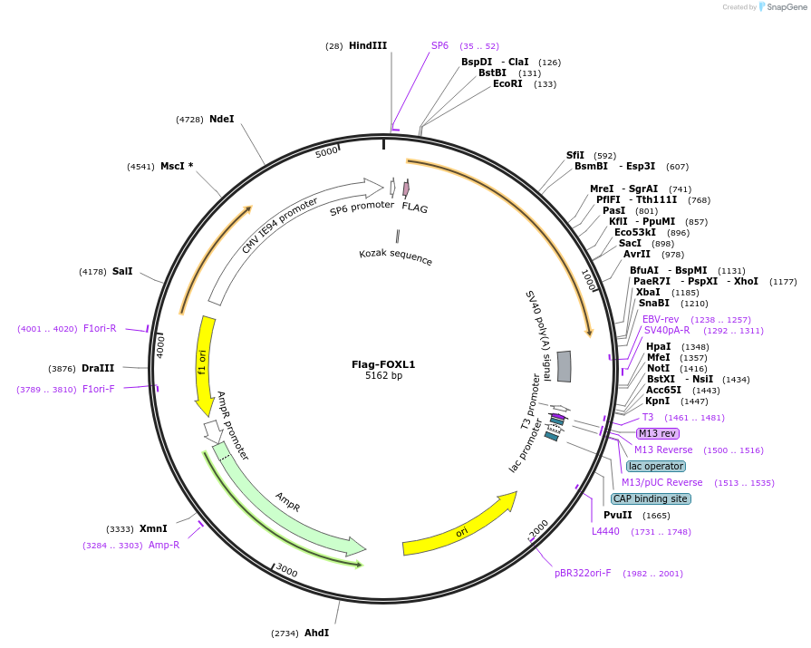 153134-plasmid-map-sequence-id-305132