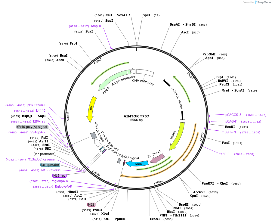 140828-plasmid-map-sequence-id-305141
