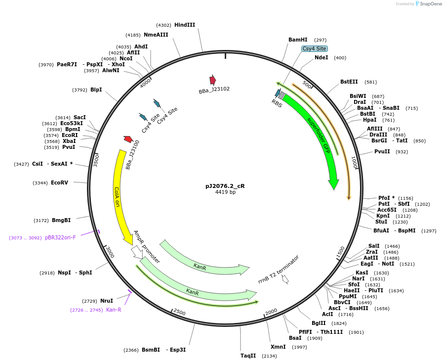 140669-plasmid-map-sequence-id-305144